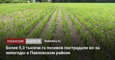 Более 5,3 тысячи га посевов пострадали из-за непогоды в Павловском районе