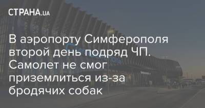 В аэропорту Симферополя второй день подряд ЧП. Самолет не смог приземлиться из-за бродячих собак