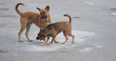 Собаки на ВПП помешали сесть самолету в Симферополе