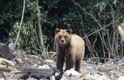 Курорт в Румынии атаковали медведи-разбойники