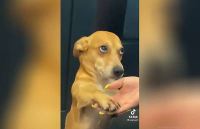 Самое очаровательное видео дня: пес гипнотизировал хозяйку взглядом, чтобы она дала ему лакомство. Посмотрите, какой милый!