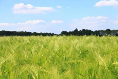 16 тысяч гектаров в Псковской области засадили зерном
