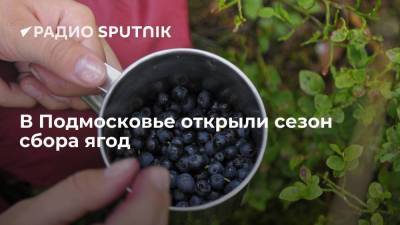В Подмосковье открыли сезон сбора ягод