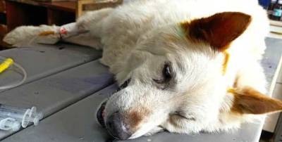 Била, душила и резала: в Никополе прохожие отобрали собаку у жестокой хозяйки