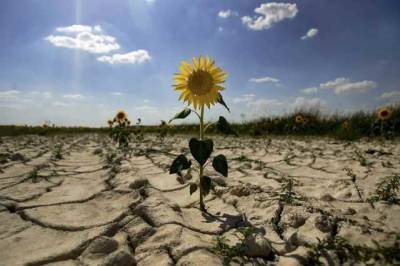 Ученые предупредили, что Украине грозит опустынивание обширных территорий