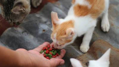 Полмиллиона на корм для кошек: решение мэрии Ришон ле-Циона вызвало споры в городе