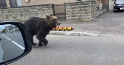 В Японии медведь явился в город и ранил четырех человек (видео)