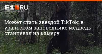 Может стать звездой TikTok: в уральском заповеднике медведь станцевал на камеру