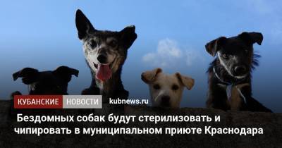 Бездомных собак будут стерилизовать и чипировать в муниципальном приюте Краснодара