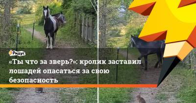 «Ты что за зверь?»: кролик заставил лошадей опасаться за свою безопасность