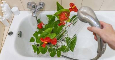 Тропический красавец спатифиллум просто обожает принимать теплый душ, сразу перестает желтеть