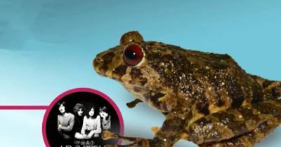 Новый вид лягушки назвали в честь рок-группы Led Zeppelin