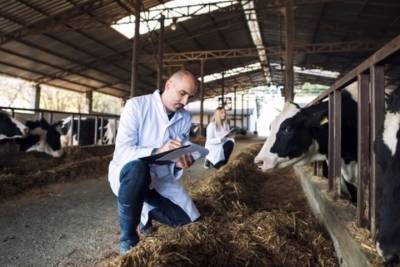 В Югре продолжают обследовать скот на вирус лейкоза