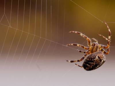 Спайдер-апокалипсис. Австралийский штат Виктория оплели пауки. Видео