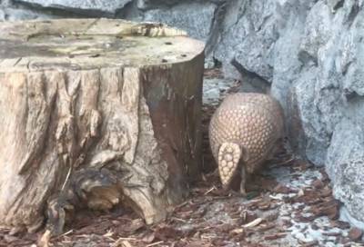 Сотрудники Ленинградского зоопарка засняли очень осторожный «шарик»
