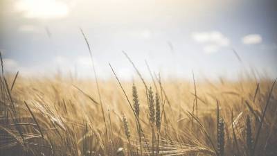 Экспортная пошлина на пшеницу с 23 июня вырастет до $38,1 за тонну