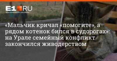 «Мальчик кричал «помогите», а рядом котенок бился в судорогах»: на Урале семейный конфликт закончился живодерством