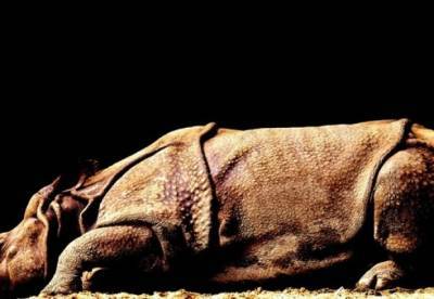 В Китае открыли новый вид гигантского носорога