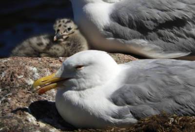Живущие в парке Монрепо чайки внезапно для себя стали местными «звёздами»
