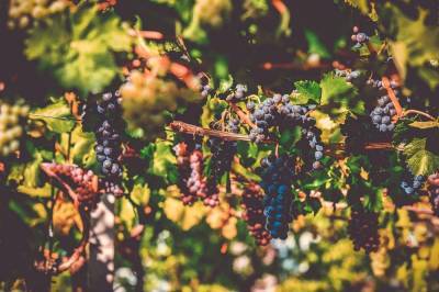 Какие растения можно смело высаживать рядом с виноградом: названы лучшие варианты