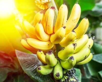 Специалист рассказал, с чем нельзя есть бананы