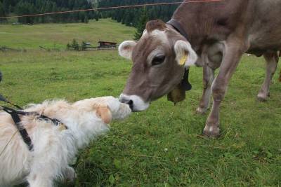 Мы с собакой в деревне: опасна ли встреча с крупным рогатым скотом