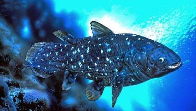 Странна биология рыбы которая живет более 100 лет » Тут гонева НЕТ!