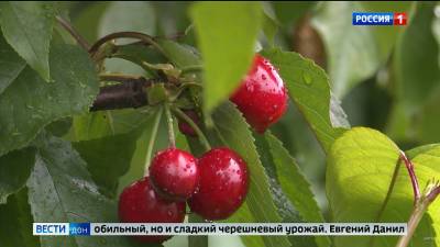 Сильные дожди в Ростовской области навредили урожаю черешни