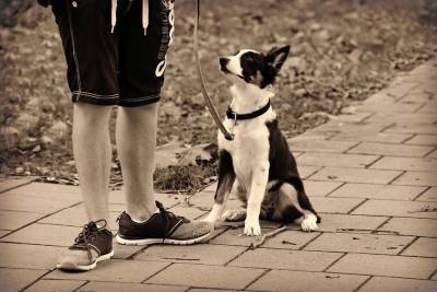 Прогулка с собакой: помним о собственном комфорте и личной безопасности