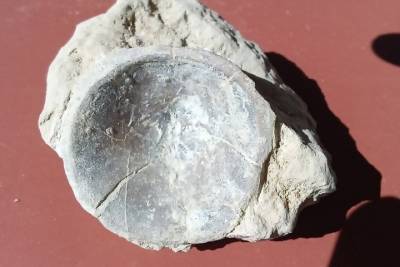 Загадочную окаменелость нашли на раскопках в Тверской области