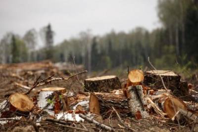 Доля незаконных рубок леса в Забайкалье оставляет не более 3% от числа законных — Еговцев