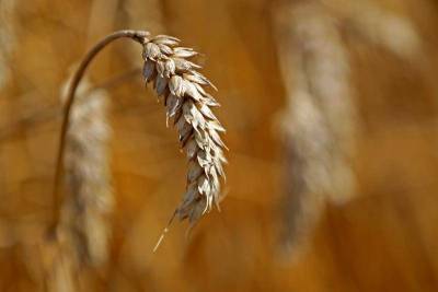 Россия возобновляет экспорт пшеницы в Алжир после 5-летнего перерыва