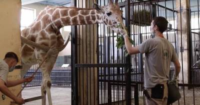Жирафиха из Калининградского зоопарка отметила 19-летие (видео)