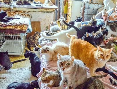 В Госдуму внесли законопроект об ограничении числа домашних животных в квартире