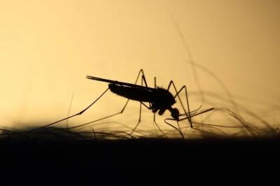 Ученые рассказали, сколько осталось терпеть комаров в Санкт-Петербурге