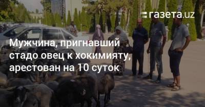 Мужчина, пригнавший стадо овец к хокимияту, арестован на 10 суток