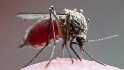 Учёные рассказали, когда полчища комаров покинут Петербург