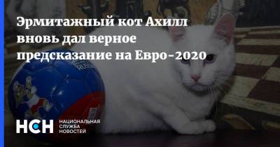 Эрмитажный кот Ахилл вновь дал верное предсказание на Евро-2020