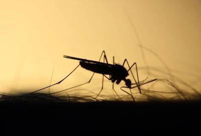 Петербуржцам рассказали, сколько осталось терпеть нашествие комаров