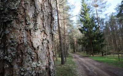 Запреты и ограничения на посещение лесов действуют в 25 районах страны