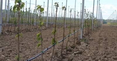 В Багратионовском районе высадили черешни и груши из итальянского питомника