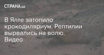В Ялте затопило крокодиляриум. Рептилии вырвались на волю. Видео