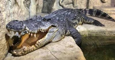 70 рептилий на свободе: в Ялте затопило крокодиляриум, – СМИ (видео)