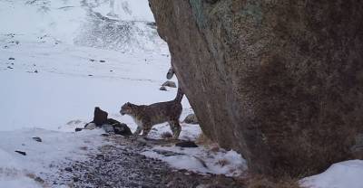 Необычная добыча: В Алтайском заповеднике молодой снежный барс чуть не съел фотоловушку