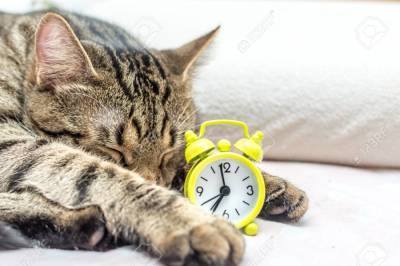 Сеть покорила кошка, которая научилась переводить стрелки часов (видео)