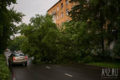 Упавшее дерево частично заблокировало движение на кемеровской улице
