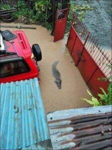 Крокодиляриум затопило в Ялте — крокодилы плавают по городу