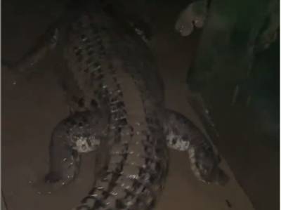 СМИ сообщили, что в Ялте 70 крокодилов вырвались на свободу после потопа. В крокодиляриуме говорят, что никто не сбежал