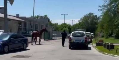 В Харькове сбежала лошадь - полицейские пытаются ее поймать