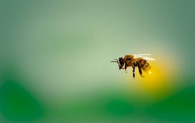 Обнаружена способность пчел очищать воздух